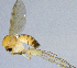  (Trichonta aberrans - NVO.LMM-Myc-2189)  @11 [ ] by-nc (2021) Unspecified Regional Museum of Lapland, Rovaniemi