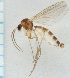 (Trichonta facilis - TSZD-JKJ-100865)  @12 [ ] CreativeCommons - Attribution Non-Commercial (2015) Marko Mutanen University of Oulu
