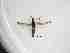  ( - LW-QMT244-2)  @11 [ ] CreativeCommonsAttribution Non-Commercial (2018) Unspecified Zhejiang A&F University