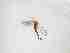  ( - LW-QMT404-2)  @11 [ ] CreativeCommonsAttribution Non-Commercial (2018) Unspecified Zhejiang A&F University