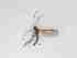  ( - LW-QMT510-2)  @11 [ ] CreativeCommonsAttribution Non-Commercial (2018) Unspecified Zhejiang A&F University