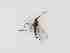  ( - LW-QMT582-2)  @11 [ ] CreativeCommonsAttribution Non-Commercial (2018) Unspecified Zhejiang A&F University