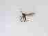  ( - LW-QMT585-2)  @11 [ ] CreativeCommonsAttribution Non-Commercial (2018) Unspecified Zhejiang A&F University