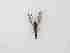  ( - LW-QMT98-2)  @11 [ ] CreativeCommonsAttribution Non-Commercial (2018) Unspecified Zhejiang A&F University