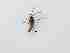 ( - LW-QMT99-2)  @11 [ ] CreativeCommonsAttribution Non-Commercial (2018) Unspecified Zhejiang A&F University