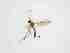  ( - LW-XG429-2)  @11 [ ] CreativeCommonsAttribution Non-Commercial (2018) Unspecified Zhejiang A&F University