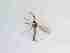  ( - LW-XG621-2)  @11 [ ] CreativeCommonsAttribution Non-Commercial (2018) Unspecified Zhejiang A&F University