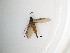  (Scythropochroa sp. 5_TM - LW-F59)  @11 [ ] CreativeCommons  Attribution
Non-Commercial Share-Alike (2019) Unspecified Zhejiang A&F University