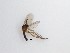  ( - LW-QMT123)  @11 [ ] CreativeCommons  Attribution
Non-Commercial Share-Alike (2019) Unspecified Zhejiang A&F University