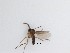  ( - LW-QMT131)  @11 [ ] CreativeCommons  Attribution
Non-Commercial Share-Alike (2019) Unspecified Zhejiang A&F University