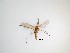  ( - LW-QMT255)  @11 [ ] CreativeCommons  Attribution
Non-Commercial Share-Alike (2019) Unspecified Zhejiang A&F University