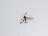  (Sciaridae_genus_JH01 sp. 70_TM - LW-QMT261)  @11 [ ] CreativeCommons  Attribution
Non-Commercial Share-Alike (2019) Unspecified Zhejiang A&F University