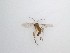  ( - LW-QMT269)  @11 [ ] CreativeCommons  Attribution
Non-Commercial Share-Alike (2019) Unspecified Zhejiang A&F University