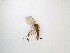  ( - LW-QMT273)  @11 [ ] CreativeCommons  Attribution
Non-Commercial Share-Alike (2019) Unspecified Zhejiang A&F University