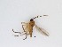  (Scythropochroa sp. 6_TM - LW-QMT287)  @11 [ ] CreativeCommons  Attribution
Non-Commercial Share-Alike (2019) Unspecified Zhejiang A&F University