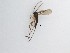  (Sciaridae_genus_JH01 sp. 61_TM - LW-QMT32)  @11 [ ] CreativeCommons  Attribution
Non-Commercial Share-Alike (2019) Unspecified Zhejiang A&F University