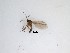  (Sciaridae_genus_JH01 sp. 35_TM - LW-QMT42)  @11 [ ] CreativeCommons  Attribution
Non-Commercial Share-Alike (2019) Unspecified Zhejiang A&F University