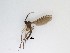  (Sciaridae_genus_JH01 sp. 63_TM - LW-QMT516)  @13 [ ] CreativeCommons  Attribution
Non-Commercial Share-Alike (2019) Unspecified Zhejiang A&F University