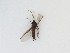  ( - LW-QMT517)  @11 [ ] CreativeCommons  Attribution
Non-Commercial Share-Alike (2019) Unspecified Zhejiang A&F University