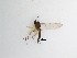  ( - LW-QMT523)  @11 [ ] CreativeCommons  Attribution
Non-Commercial Share-Alike (2019) Unspecified Zhejiang A&F University