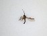  ( - LW-QMT528)  @11 [ ] CreativeCommons  Attribution
Non-Commercial Share-Alike (2019) Unspecified Zhejiang A&F University