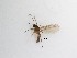  ( - LW-QMT586)  @11 [ ] CreativeCommons  Attribution
Non-Commercial Share-Alike (2019) Unspecified Zhejiang A&F University