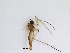  (Sciaridae_genus_JH01 sp. 28_TM - LW-QMT64)  @11 [ ] CreativeCommons  Attribution
Non-Commercial Share-Alike (2019) Unspecified Zhejiang A&F University