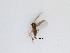  (Sciaridae_genus_JH01 sp. 58_TM - LW-QMT66)  @11 [ ] CreativeCommons  Attribution
Non-Commercial Share-Alike (2019) Unspecified Zhejiang A&F University