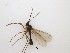  (Sciaridae_genus_JH01 sp. 16_TM - LW-XG492)  @11 [ ] CreativeCommons  Attribution
Non-Commercial Share-Alike (2019) Unspecified Zhejiang A&F University