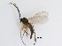  (Sciaridae_genus_JH01 - LW-XG858)  @14 [ ] CreativeCommons  Attribution
Non-Commercial Share-Alike (2019) Unspecified Zhejiang A&F University