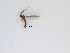  (Sciaridae_genus_JH01 sp. 19_TM - LW-XG896)  @11 [ ] CreativeCommons  Attribution
Non-Commercial Share-Alike (2019) Unspecified Zhejiang A&F University