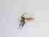  ( - TMM-15-2)  @11 [ ] CreativeCommonsAttribution Non-Commercial (2018) Unspecified Zhejiang A&F University