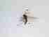  ( - TMM-157-2)  @11 [ ] CreativeCommonsAttribution Non-Commercial (2018) Unspecified Zhejiang A&F University