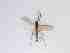  ( - TMM-229-2)  @11 [ ] CreativeCommonsAttribution Non-Commercial (2018) Unspecified Zhejiang A&F University