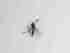  ( - TMM-324-2)  @11 [ ] CreativeCommonsAttribution Non-Commercial (2018) Unspecified Zhejiang A&F University