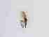  ( - TMM-333-2)  @11 [ ] CreativeCommonsAttribution Non-Commercial (2018) Unspecified Zhejiang A&F University