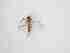  ( - TMM-376-2)  @11 [ ] CreativeCommonsAttribution Non-Commercial (2018) Unspecified Zhejiang A&F University