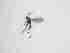  ( - TMM-381-2)  @11 [ ] CreativeCommonsAttribution Non-Commercial (2018) Unspecified Zhejiang A&F University