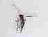  ( - TMM-413-2)  @11 [ ] CreativeCommonsAttribution Non-Commercial (2018) Unspecified Zhejiang A&F University