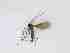  ( - TMM-685-2)  @11 [ ] CreativeCommonsAttribution Non-Commercial (2018) Unspecified Zhejiang A&F University