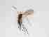 ( - TMM-741-2)  @11 [ ] CreativeCommonsAttribution Non-Commercial (2018) Unspecified Zhejiang A&F University