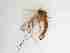  ( - TMM-742-2)  @11 [ ] CreativeCommonsAttribution Non-Commercial (2018) Unspecified Zhejiang A&F University