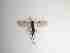  ( - TMM-767-2)  @11 [ ] CreativeCommonsAttribution Non-Commercial (2018) Unspecified Zhejiang A&F University