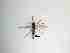  ( - TMM-771-2)  @11 [ ] CreativeCommonsAttribution Non-Commercial (2018) Unspecified Zhejiang A&F University