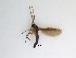  (Sciaridae_genus_JH01 sp. 18_TM - TMM-110)  @13 [ ] CreativeCommons  Attribution
Non-Commercial Share-Alike (2019) Unspecified Zhejiang A&F University