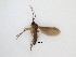  ( - TMM-117)  @13 [ ] CreativeCommons  Attribution
Non-Commercial Share-Alike (2019) Unspecified Zhejiang A&F University