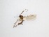 ( - TMM-1196)  @11 [ ] CreativeCommons  Attribution
Non-Commercial Share-Alike (2019) Unspecified Zhejiang A&F University