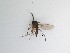  ( - TMM-1217)  @11 [ ] CreativeCommons  Attribution
Non-Commercial Share-Alike (2019) Unspecified Zhejiang A&F University
