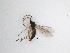  ( - TMM-1231)  @11 [ ] CreativeCommons  Attribution
Non-Commercial Share-Alike (2019) Unspecified Zhejiang A&F University