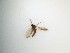  ( - TMM-126)  @11 [ ] CreativeCommons  Attribution
Non-Commercial Share-Alike (2019) Unspecified Zhejiang A&F University
